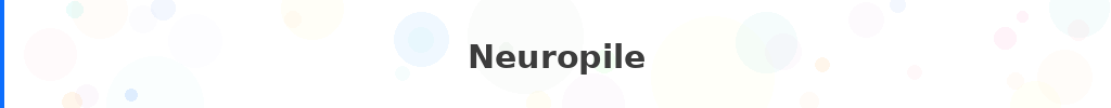 Titre : Neuropile